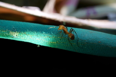 Camponotus nicobarensis