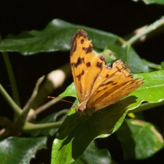 Heteronympha mirifica