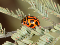 Peltoschema oceanicum