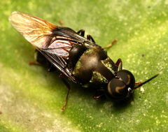 Isomerocera quadrilineata