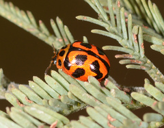 Peltoschema oceanicum
