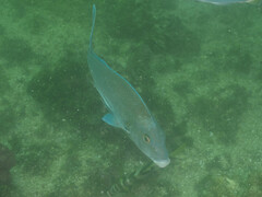 Nemadactylus valenciennesi