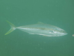 Seriola lalandi