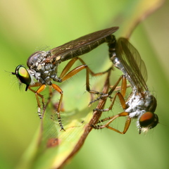 Ommatiini