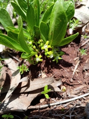 Pygmaeothamnus zeyheri