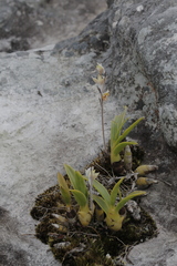 Dendrolirium lasiopetalum