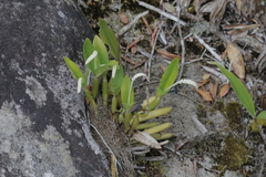 Coelogyne