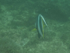 Heniochus acuminatus