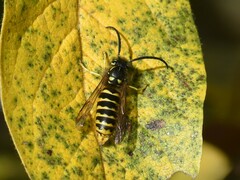 Vespula vulgaris