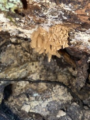 Arcyria obvelata