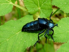 Meloe violaceus