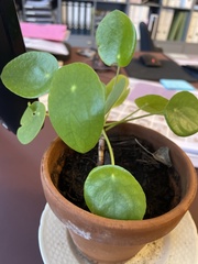 Pilea peperomioides