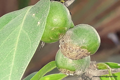 Canthium coromandelicum