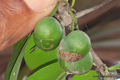 Canthium coromandelicum