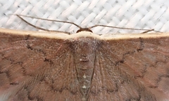Idaea inversata