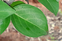 Canthium coromandelicum