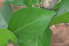 Canthium coromandelicum