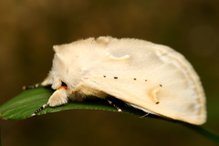 Naroma varipes