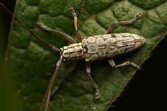 Prosopocera maculosa