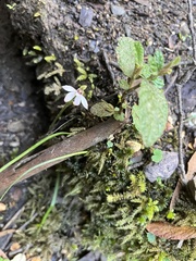 Caladenia fuscata