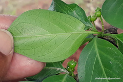 Canthium coromandelicum