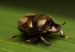Onthophagus setosus