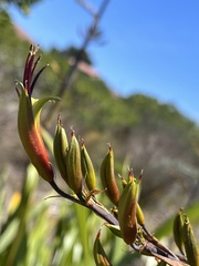 Phormium