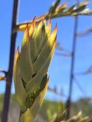Phormium