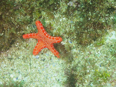 Pentagonaster duebeni