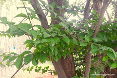 Canthium coromandelicum