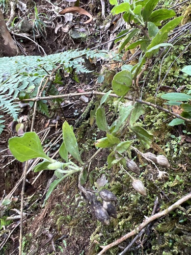 Schiedea viscosa