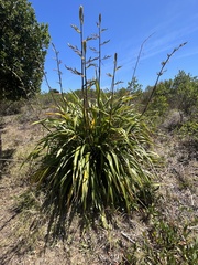 Phormium