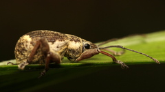 Sciobius