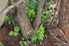 Canthium coromandelicum