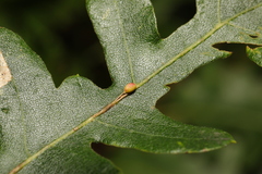 Pseudoneuroterus saliens