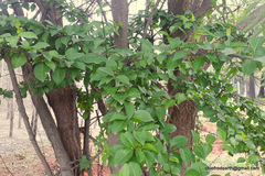 Canthium coromandelicum