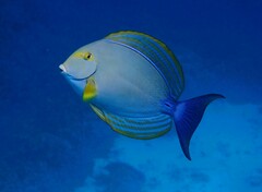 Acanthurus xanthopterus