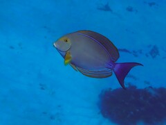 Acanthurus xanthopterus
