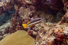 Lutjanus biguttatus