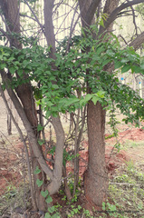 Canthium coromandelicum