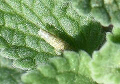 Eupteryx decemnotata