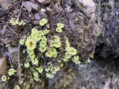 Hypnodendron