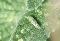 Eupteryx decemnotata