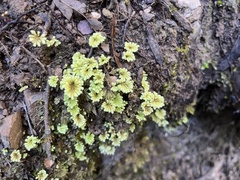 Hypnodendron