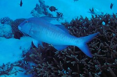 Parupeneus barberinus