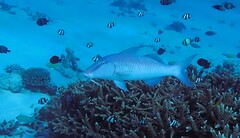 Parupeneus barberinus