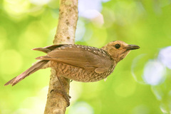 Sericulus chrysocephalus