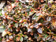 Gaultheria parvula