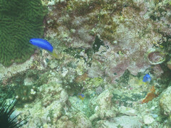 Pomacentrus coelestis