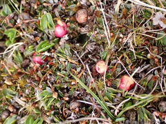 Gaultheria parvula